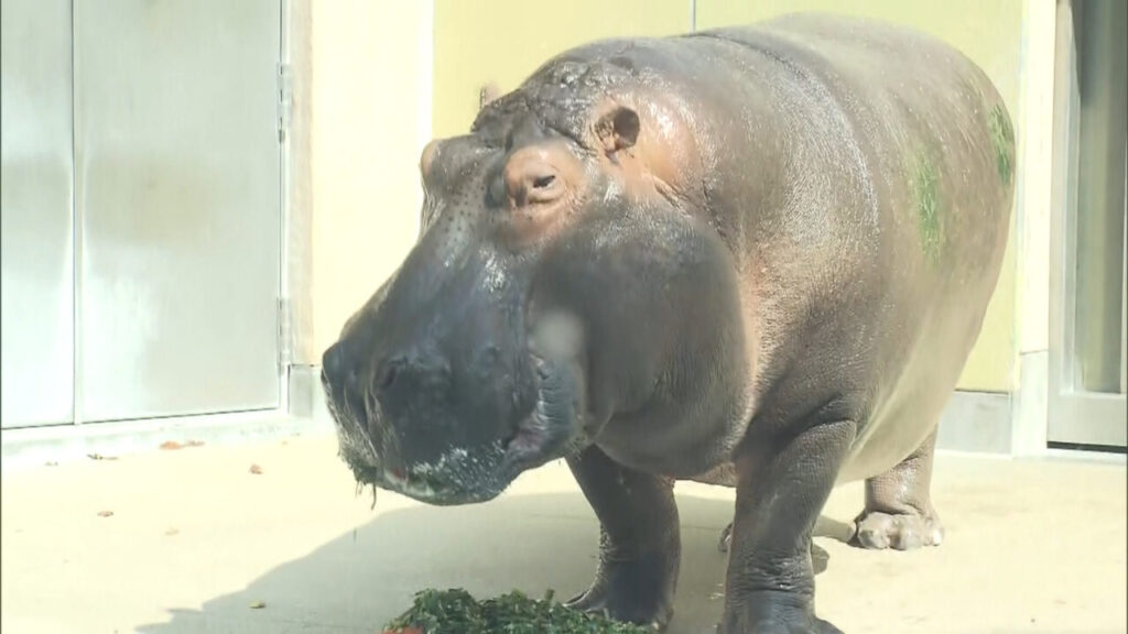 福岡の人気スポット！開園７０周年を迎えた「福岡市動物園」！