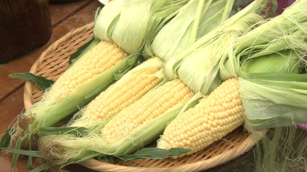 ６月が旬！とれたては生でも甘い「野村農園」のスイートコーン！