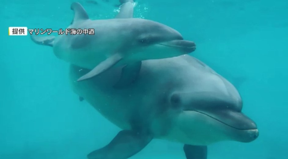 すくすく成長イルカの赤ちゃんお披露目　マリンワールド海の中道「感謝祭」で一般公開　名前は来館者の投票で決定　福岡市