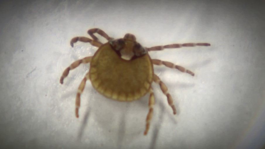マダニが媒介…感染症患者2人確認　秋にかけて特に活動的に「山や草むらでは肌の露出を避けて」県が注意呼びかけ　福岡