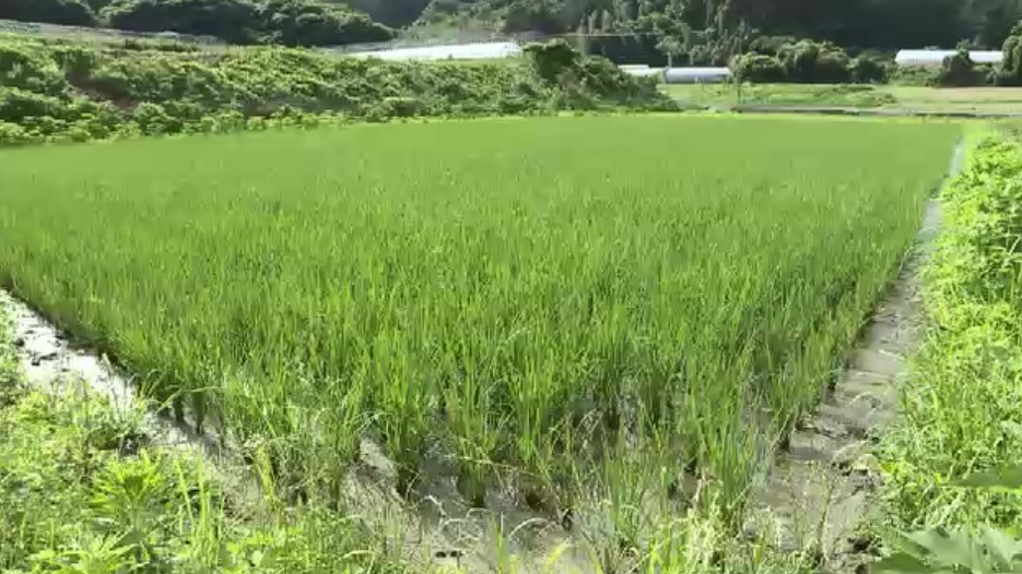 備蓄米の在庫減り…「今年の新米」早くも争奪戦か　福岡産の販売価格“去年の2倍”も　秋以降は5キロ3800～3900円で落ち着くか