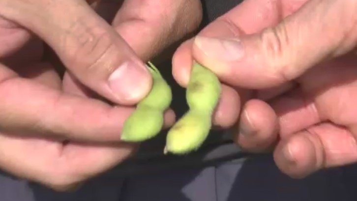 葉が落ちて実が1粒だけ…暑さに強い枝豆も「元気ない」猛暑で野菜に異変　収穫量半減のおそれも　異例に早い梅雨明けも影響　福岡