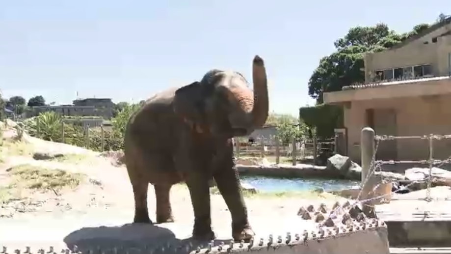 ミャンマーからアジアゾウ受け入れ1年　福岡市動物園を「無料開放」　動物たちへの支援もスタート