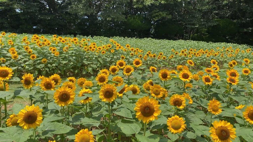 夏真っ盛りでひまわりが咲き誇る！花からグルメまで“ひまわり”を徹底特集！